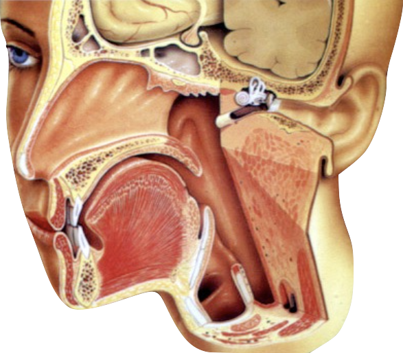 Open Skull Base Surgery