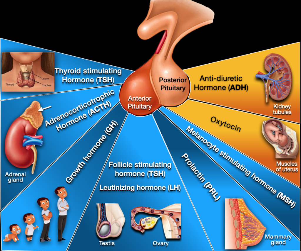Pituitary Gland