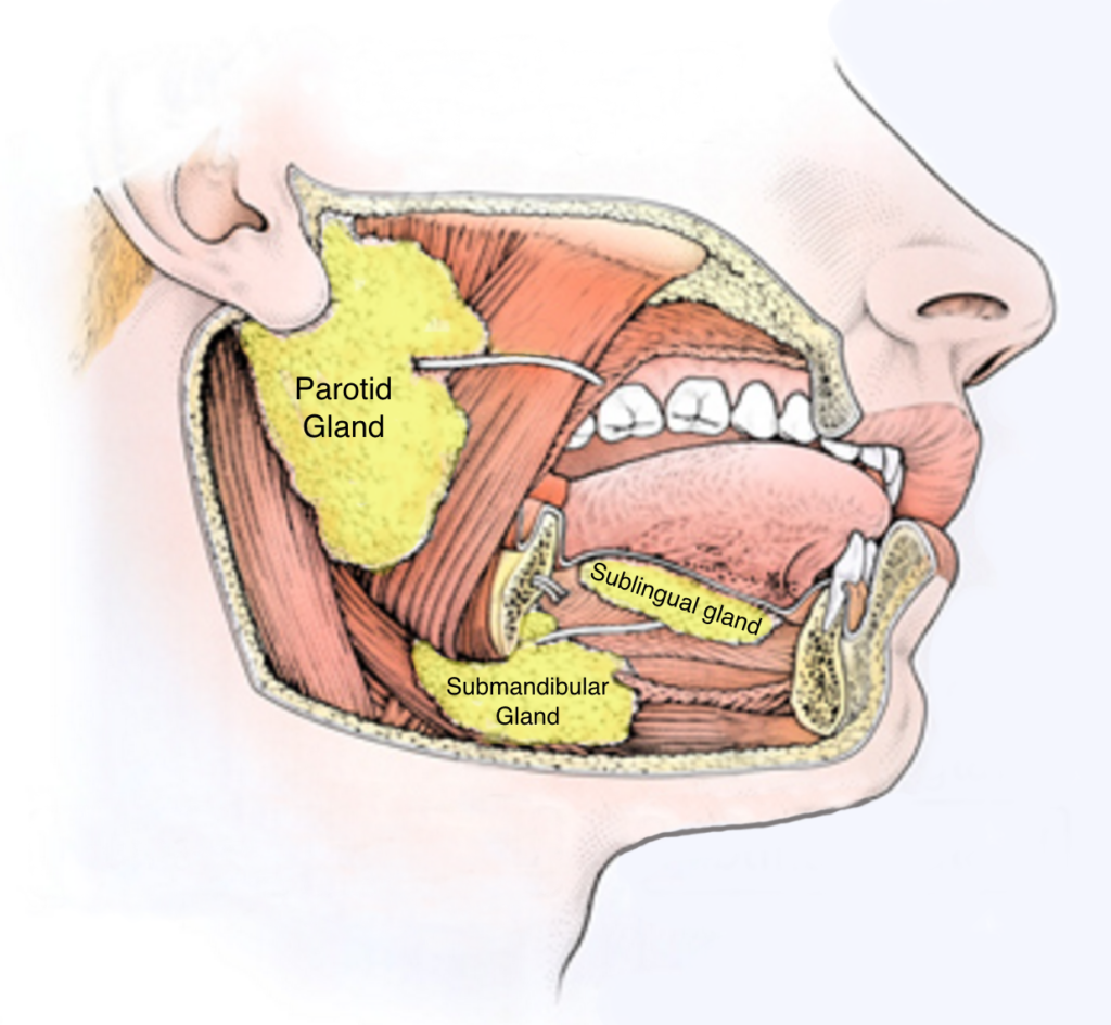 Tumours of Salivary Glands | Mouth cancer surgeon